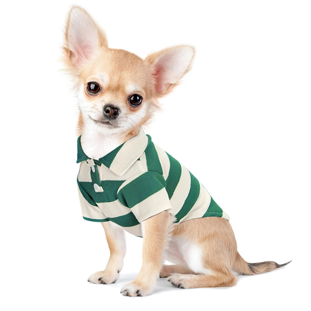 Chihuahua Polo