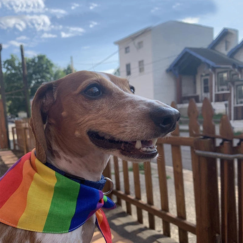 The Bow Tie Rainbow