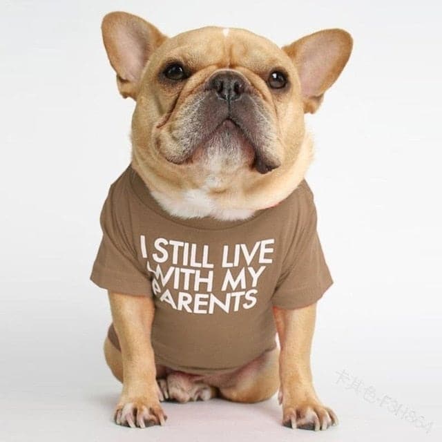 Bulldog Shirts - Petrichor Pet